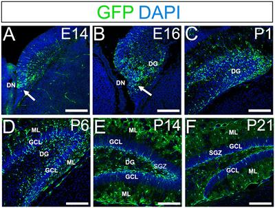 PSmad3+/Olig2− expression defines a subpopulation of gfap-GFP+/Sox9+ neural progenitors and radial glia-like cells in mouse dentate gyrus through embryonic and postnatal development